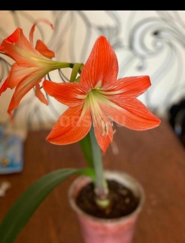 Луковицы по 150 руб 
Отростки по 100 ,150 руб Район ул Строителей - Орск