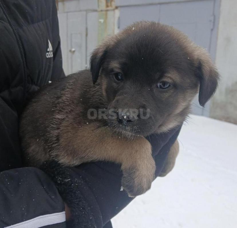 Щенки  в добрые руки ,есть и мальчики и девочки ,морозоустойчивы ,вырастут средних размеров , желате - Орск