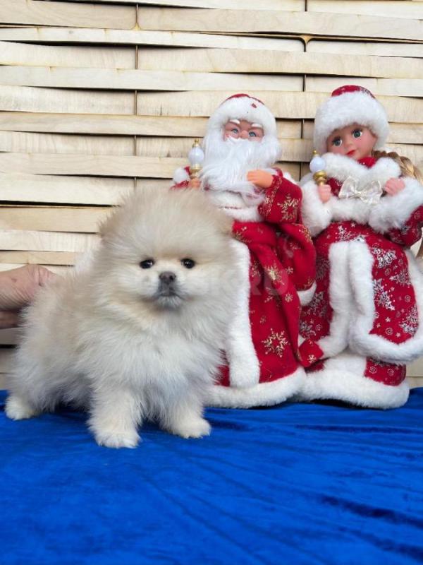 Померанский шпиц мальчик и девочка 10.11.2025г д/р окрас  светлый крем , с документами ,ветеринарным - Орск