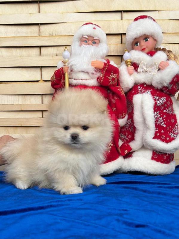 Померанский шпиц мальчик и девочка 10.11.2025г д/р окрас  светлый крем , с документами ,ветеринарным - Орск