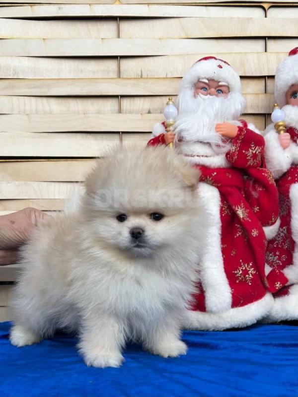 Померанский шпиц мальчик и девочка 10.11.2025г д/р окрас  светлый крем , с документами ,ветеринарным - Орск