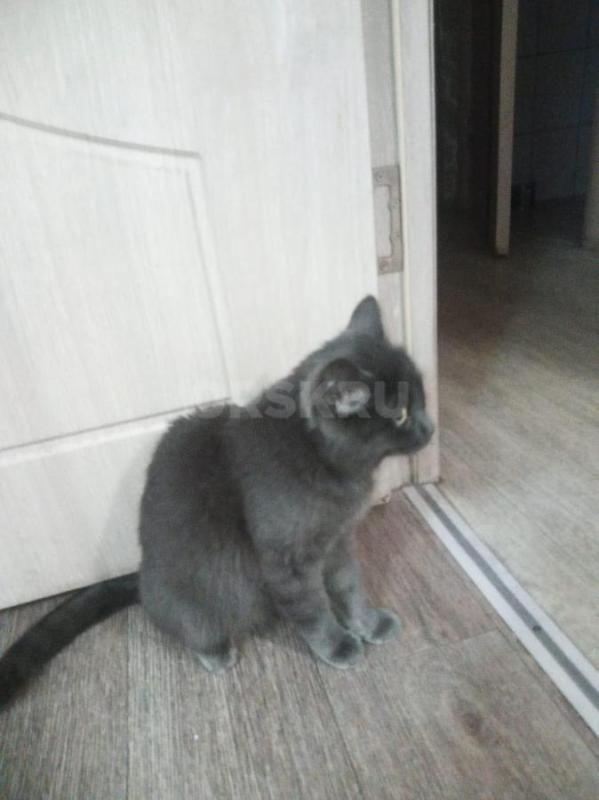 Добрый вечер,нашли кошечку на остановке маг. - Орск