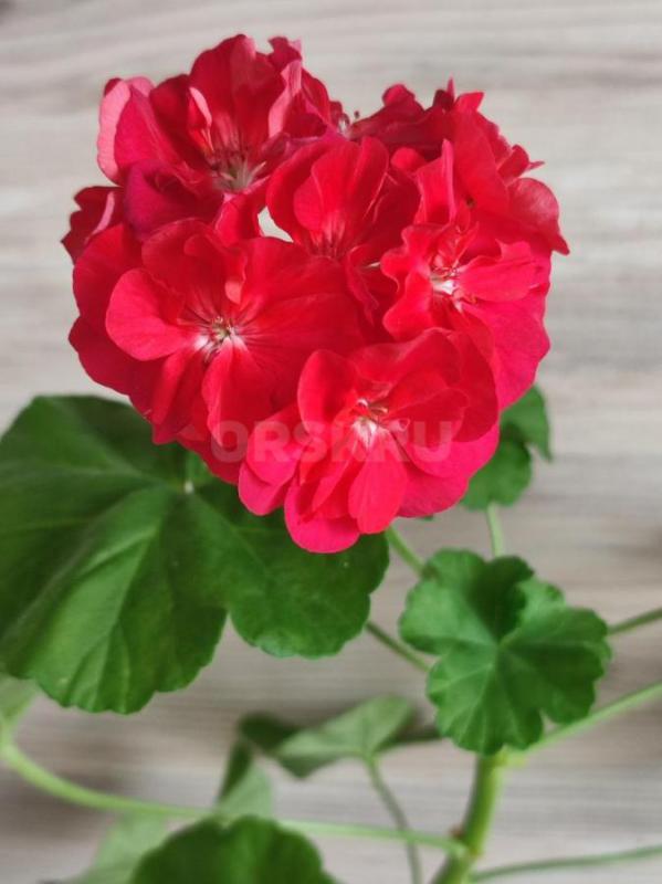 Сортовые пеларгонии -цветущие или набирающие цвет в горшочках. - Орск