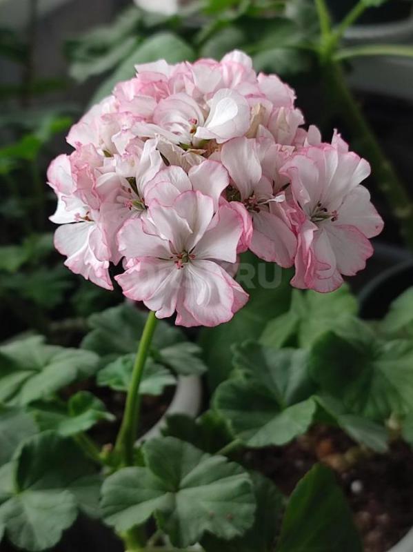 Сортовые пеларгонии -цветущие или набирающие цвет в горшочках. - Орск