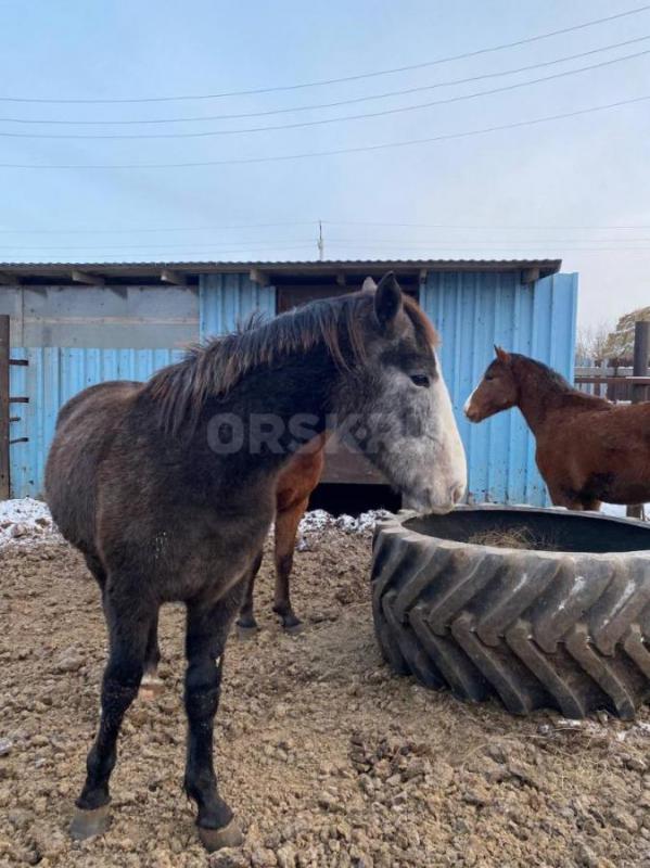 Продам или обмен  на КРС 2 жеребца 1,9года, мощные высокие на откорме с 20 августа - Новоорск
