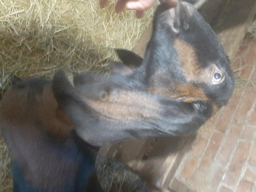 Дойная  нубийская коза, молоко  вкусненькое  и Коза  Нубо-камори  под покрытие ,козам по два года. - Орск