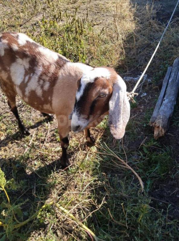 Дойная  нубийская коза, молоко  вкусненькое  и Коза  Нубо-камори  под покрытие ,козам по два года. - Орск