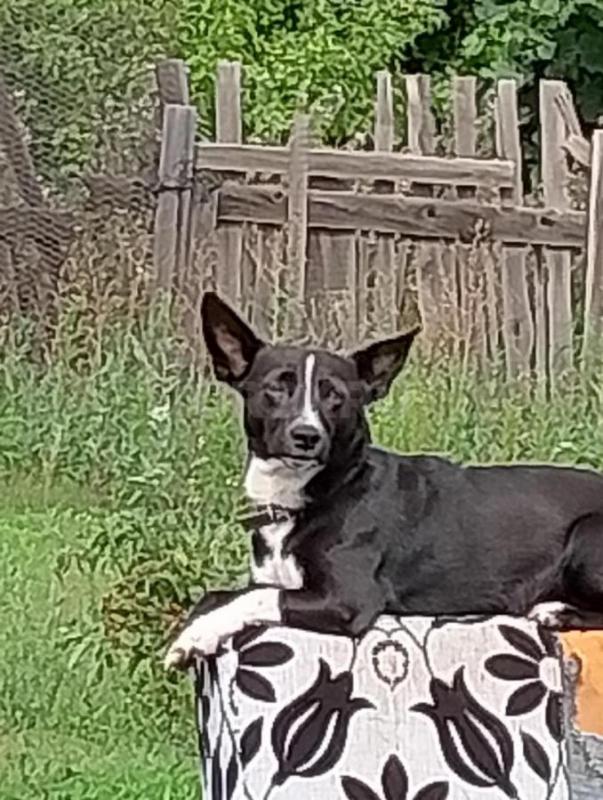 Отдам в хорошие руки щенят (собачек) предположительная порода тойтерьер, на 1-ой фотографии мальчик - Орск