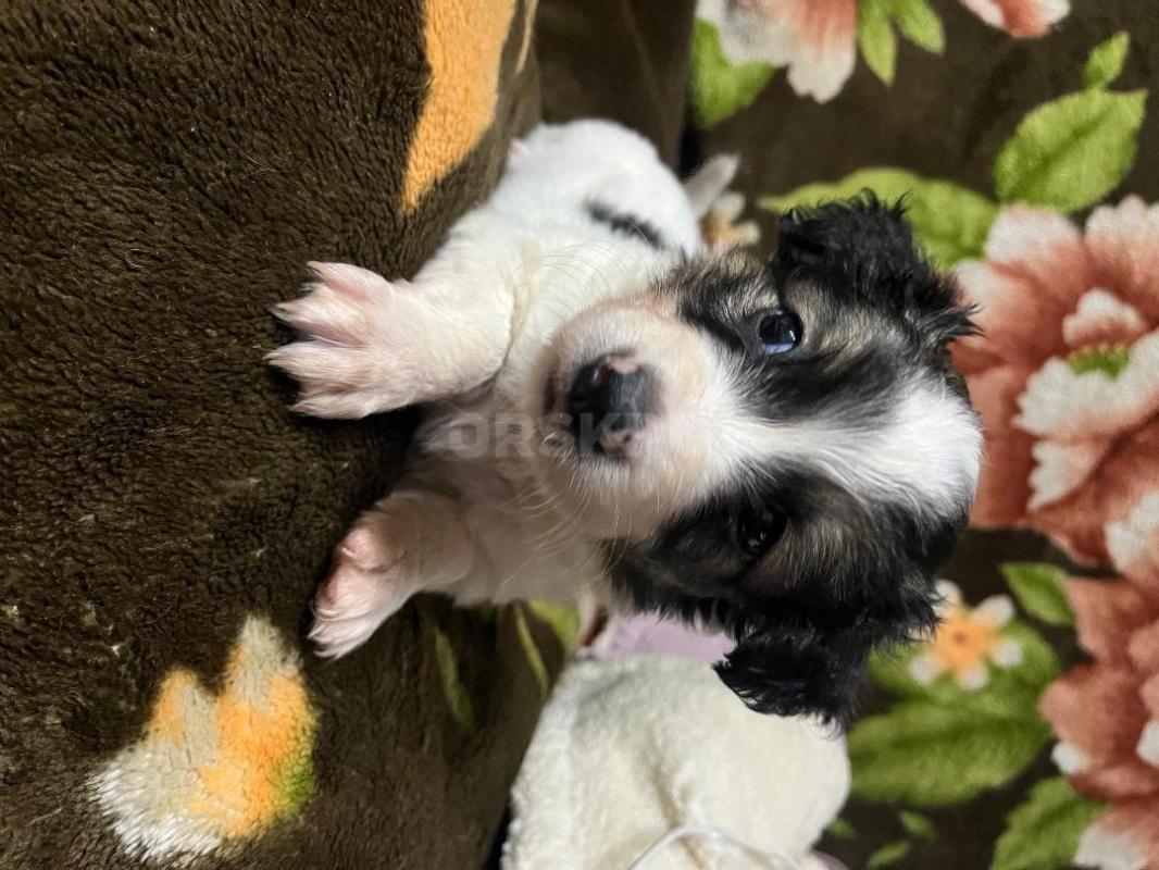 Отдам в хорошие руки щенят (собачек) предположительная порода тойтерьер, на 1-ой фотографии мальчик - Орск