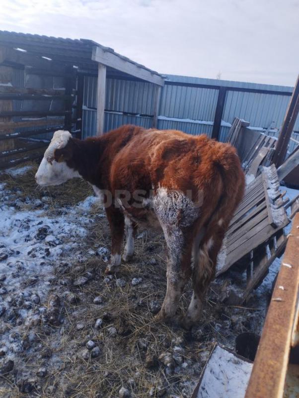Продам телка год и десять месяцев цена 70 т. - Орск