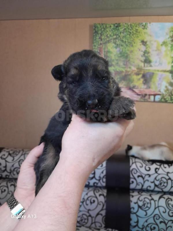 Чистокровные щенки немцы.ярко чепрачный окрас. - Гай