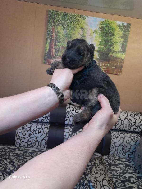 Чистокровные щенки немцы.ярко чепрачный окрас. - Гай