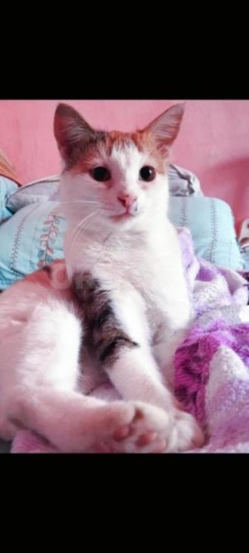 Трёхцветная кошечка Варя ищет дом и заботливых,любящих хозяев. - Орск