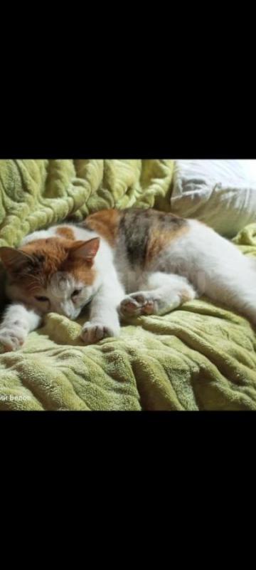 Трёхцветная кошечка Варя ищет дом и заботливых,любящих хозяев. - Орск