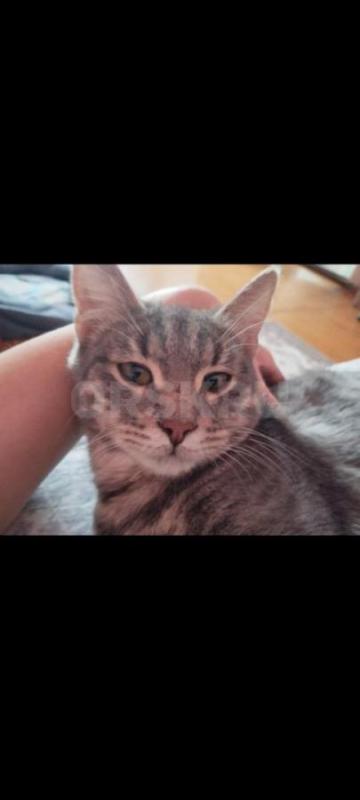 Симпатичный котик очень хочет найти дом и  самых любящих и заботливых хозяев. - Орск