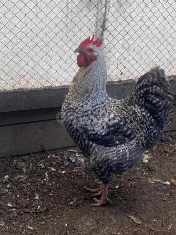 Продам петухов. (негде держать). - Орск