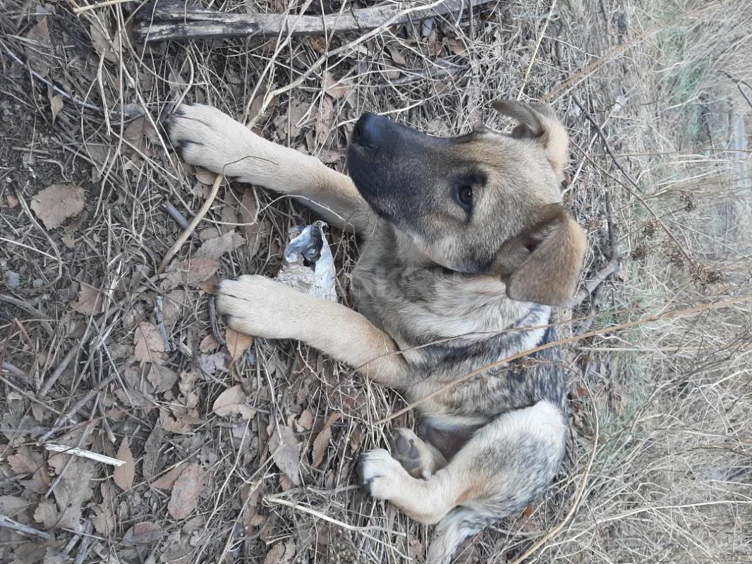 Щенки 5 месяцев, девочка стерилизованная и кобелек,  живут на улице, в теплой будке, коммуникабельны - Орск
