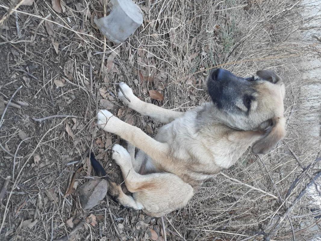 Щенки 5 месяцев, девочка стерилизованная и кобелек,  живут на улице, в теплой будке, коммуникабельны - Орск