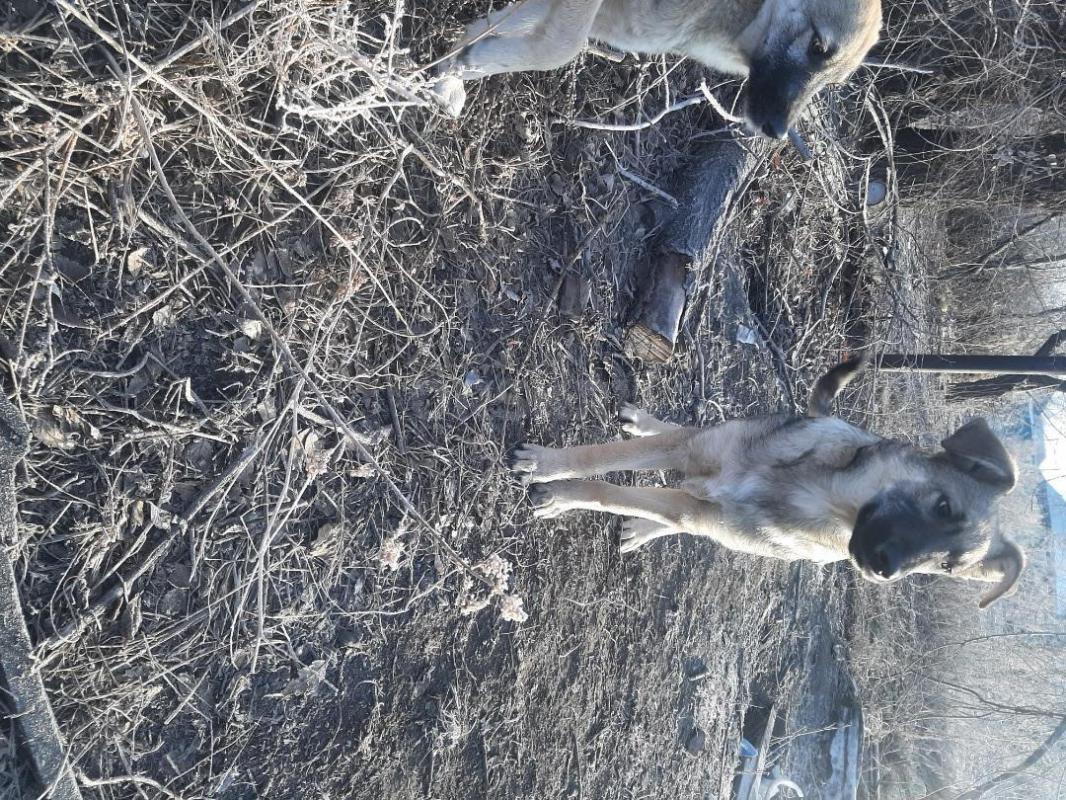 Щенки 5 месяцев, девочка стерилизованная и кобелек,  живут на улице, в теплой будке, коммуникабельны - Орск