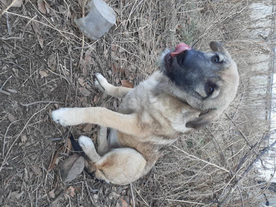 Щенки 5 месяцев, девочка стерилизованная и кобелек,  живут на улице, в теплой будке, коммуникабельны - Орск