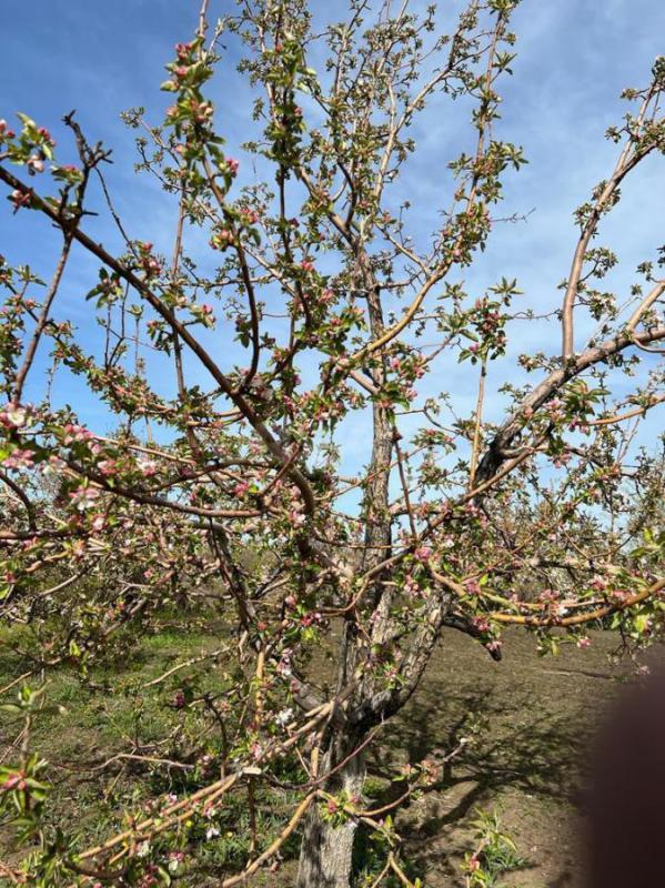 Продам
Cад огород в общ.;УРОЖАЙ ОЗТП 7 мкр.. - Орск
