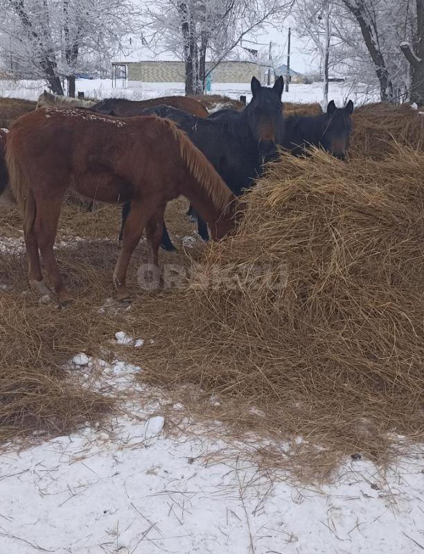 Продам жеребят 10 голов, 5 кобылок и 5 жеребчиков, по 45000 рублей. - Ясный