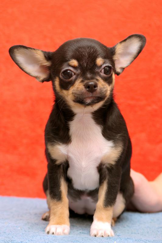 Продаются шикарные, яркие, активные  щенки чихуахуа. - Новотроицк