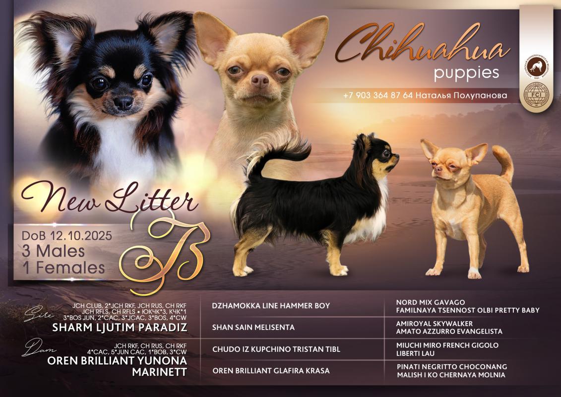 Продаются шикарные, яркие, активные  щенки чихуахуа. - Новотроицк
