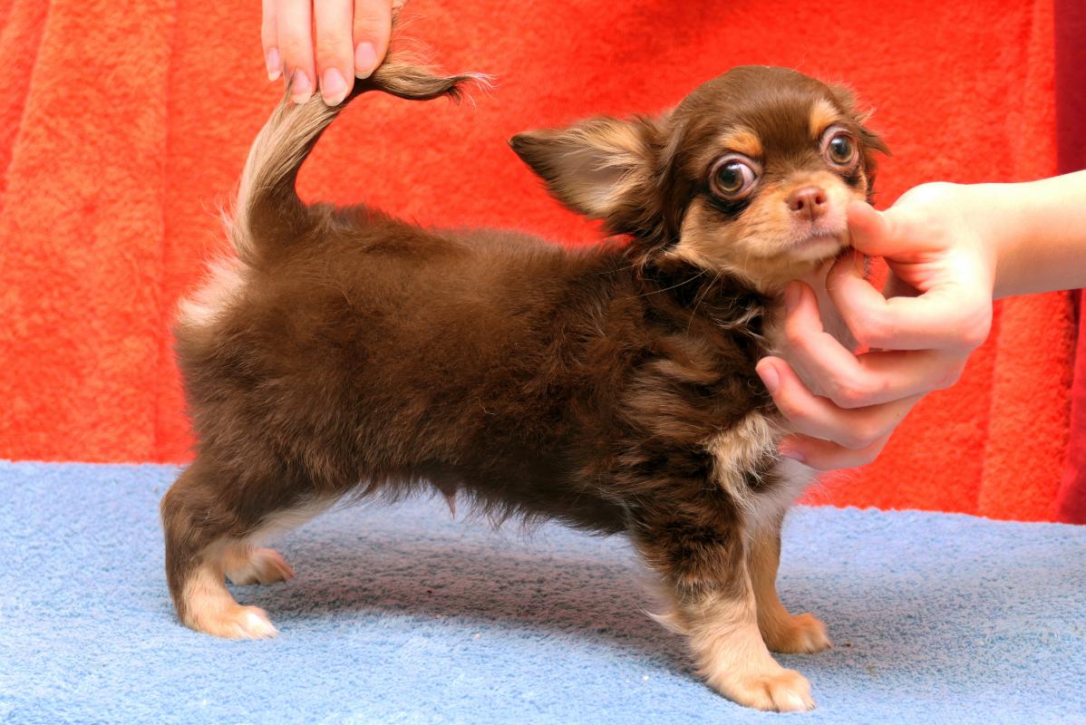 Продаются шикарные, яркие, активные  щенки чихуахуа. - Новотроицк