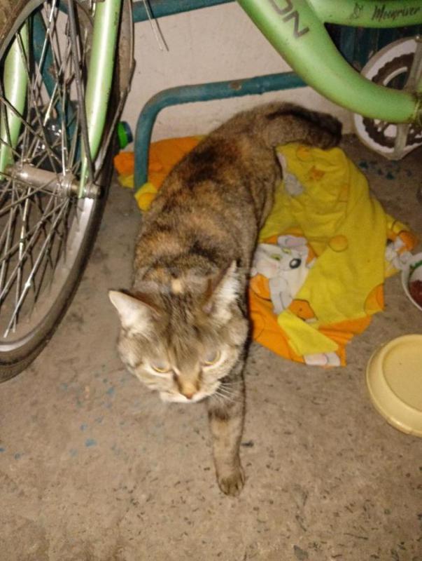 Срочно
У нас в подъезде (на ул. - Орск