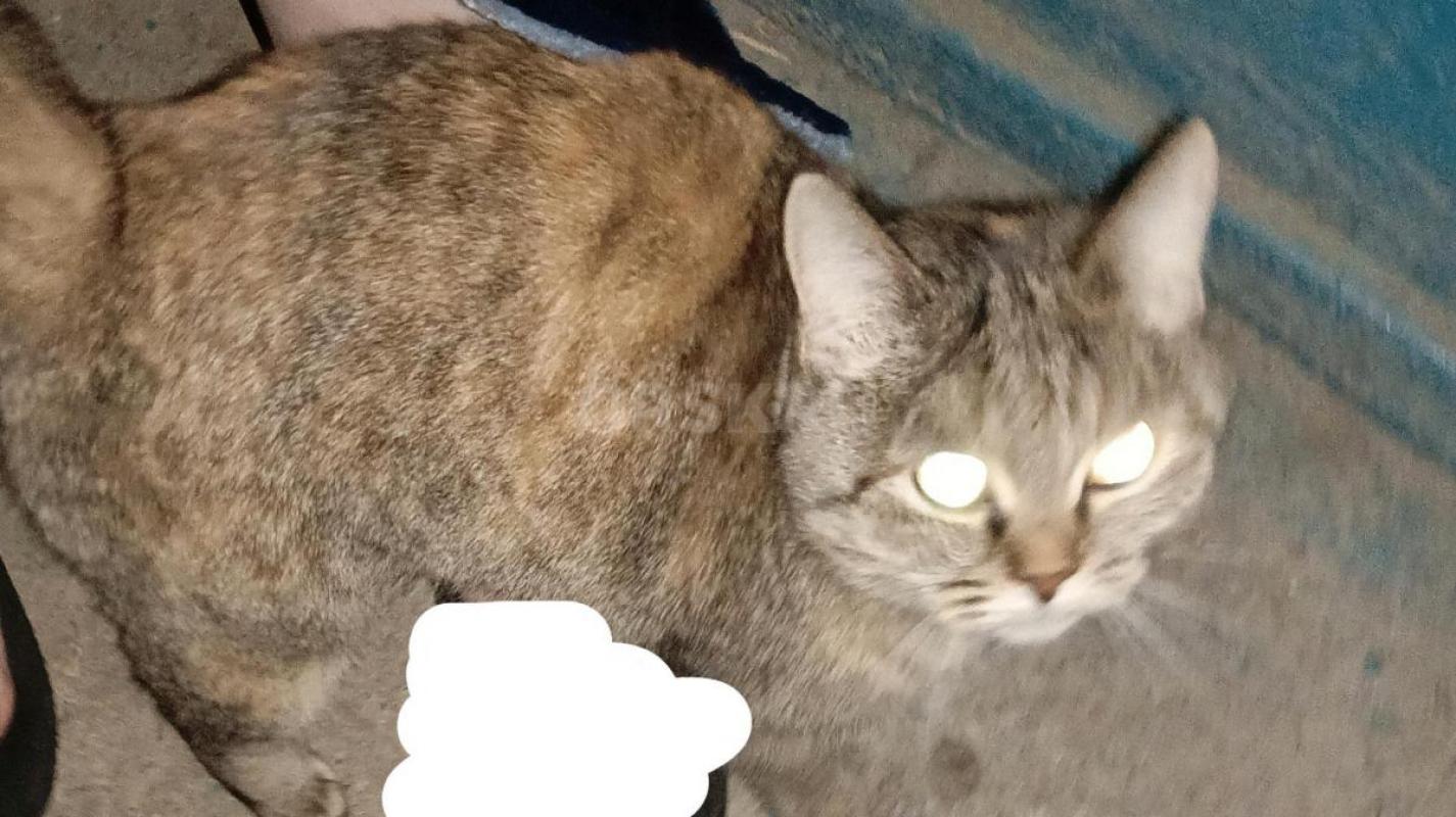 Срочно
У нас в подъезде (на ул. - Орск