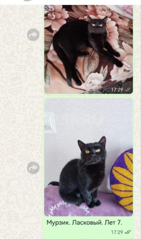 SOS- у них умерла хозяйка. - Орск