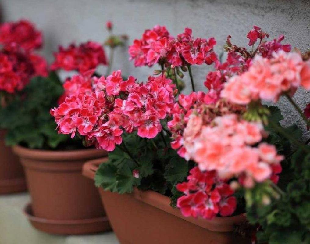 Герань красная, розовая, бордовая и белая в маленьких пластмассовых горшочках (цветёт круглый год и - Орск