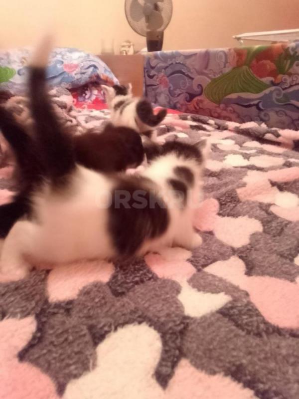 отдам в добрые руки котят, 2 девочки и черный мальчик, возраст 1 месяц - Орск