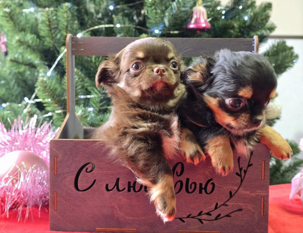 Очаровательные ,миниатюрные ,очень красивые и веселые чихуашечки с документами РКФ готовы к переезду - Орск