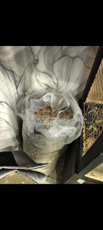 Шиншилла ручная! - Орск