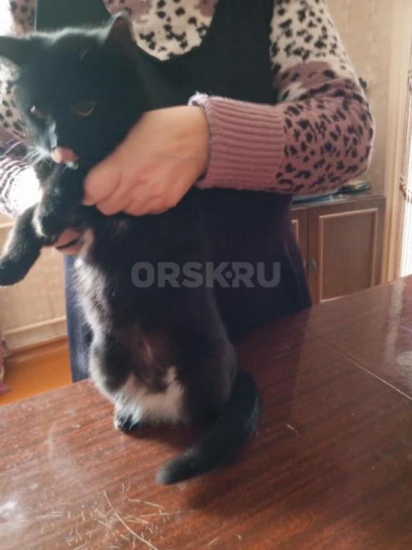 Отдам в добрые руки кошку, возраст 2 года, окрас чёрный с белыми вкраплениями (грудка и живот), стер - Орск