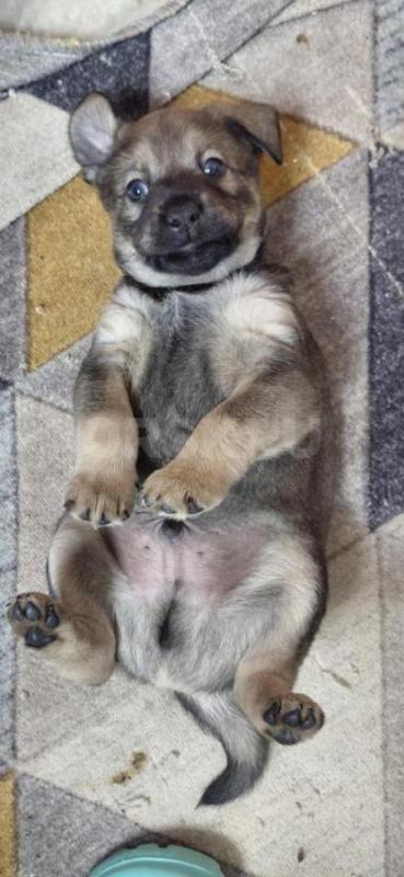 Щенок в поисках дома . - Орск