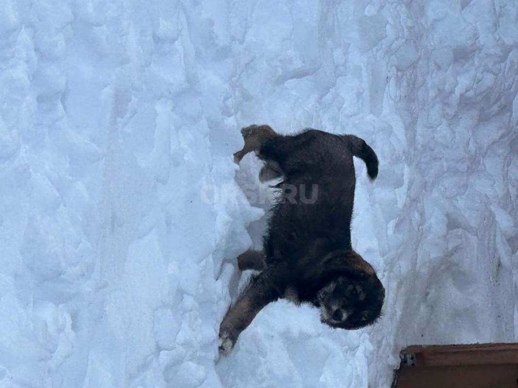 Отдам щенят в добрые руки! - Орск