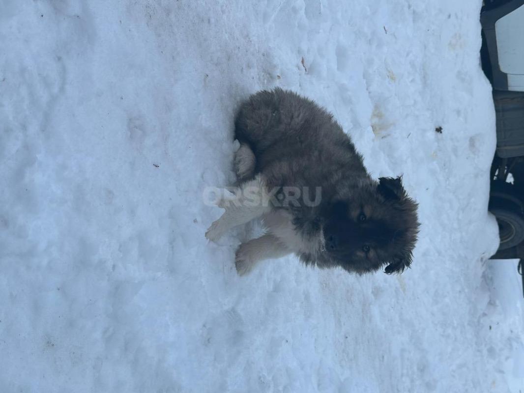 Щенки Западно-Сибирской лайки! - Орск