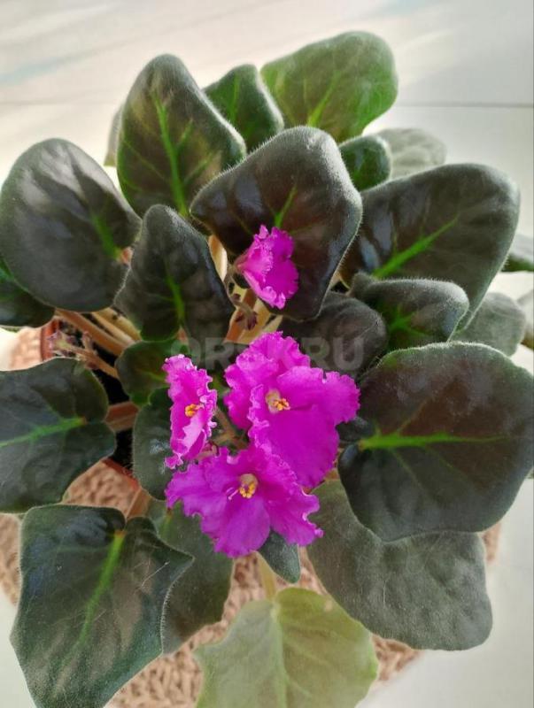 Продам комнатные растения-  каланхоэ декоративный и лечебный, сансевиерию, фиалки, фикус мелколистны - Орск