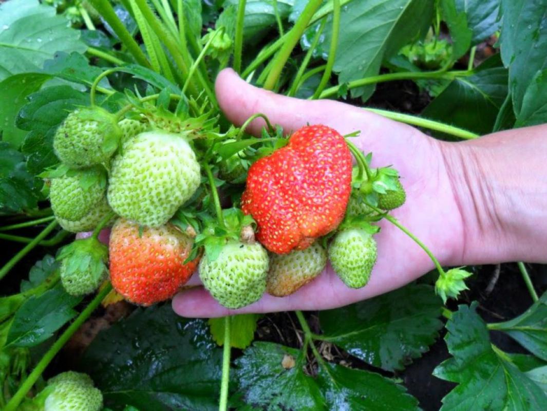 Саженцы нашего края! - Новотроицк