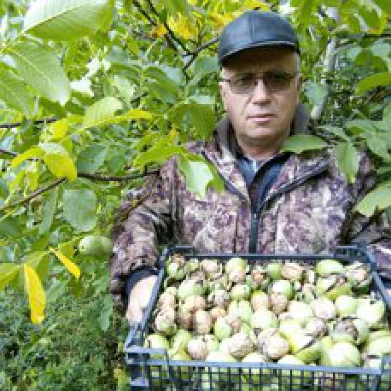 Саженцы нашего края! - Новотроицк