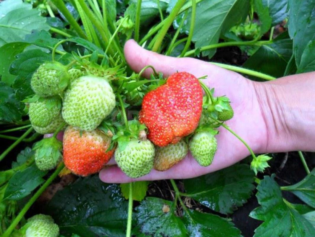 Саженцы нашего края! - Новотроицк