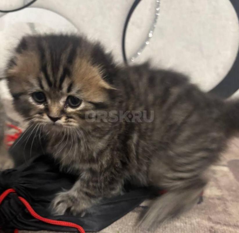 Продам шотландских вислоухих котят,рожденные 7.12.2025 года,с документами,метрика будет готова на дн - Орск