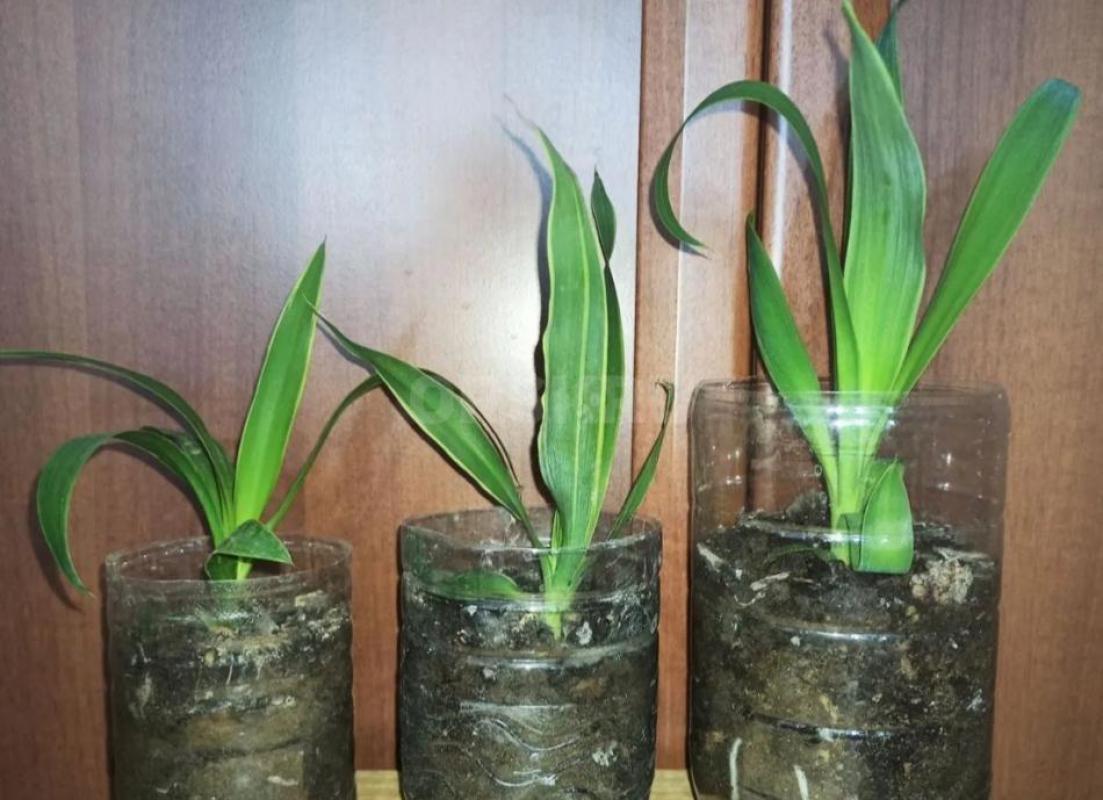 Юкка элефантис  (лист по краю имеет светлую окантовку)   В подарок себе и любимым! - Орск