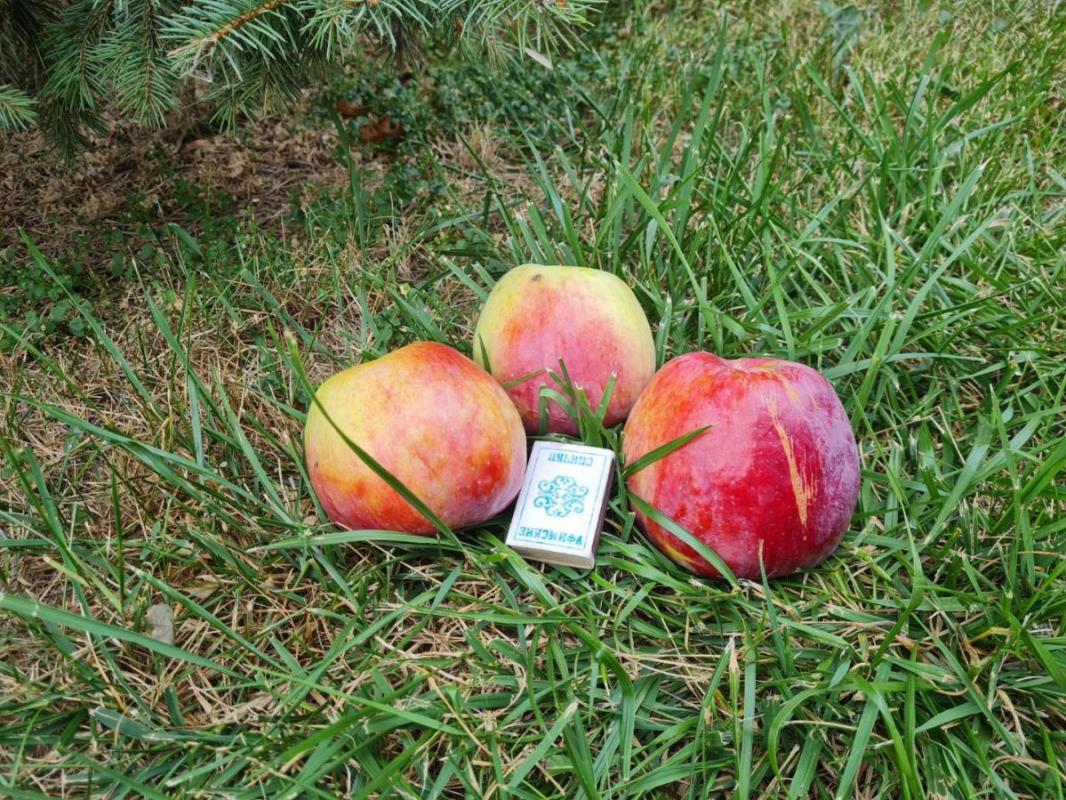 Продам саженцы яблони  &amp;quot;Макинтош&amp;quot;  зимний сорт, хранится до апреля. - Орск