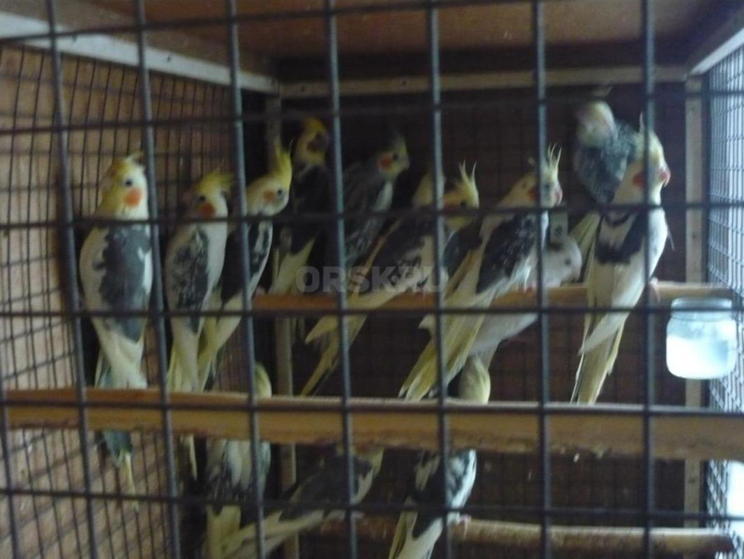 Продам молодых птенцов попугаев Корелл, местного разведения. - Орск
