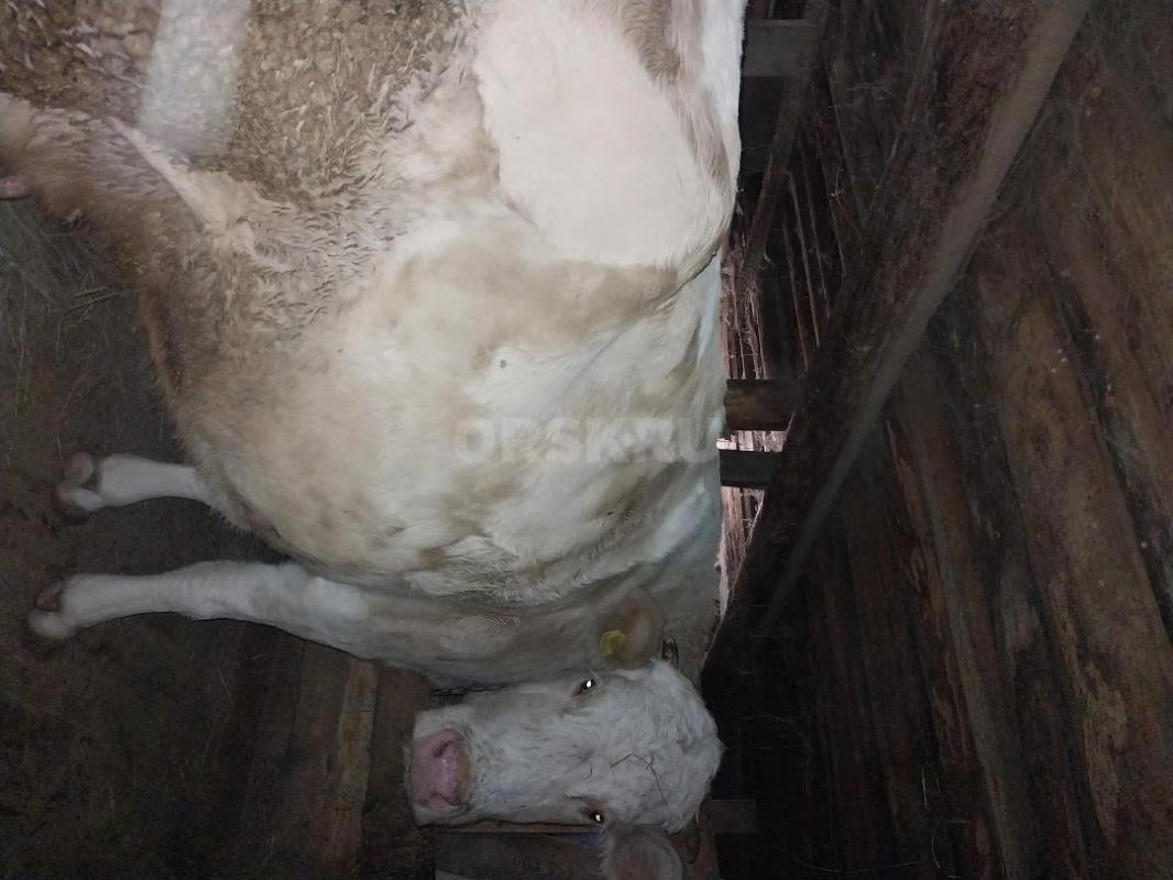 Продам  корову на мясо. - Гай