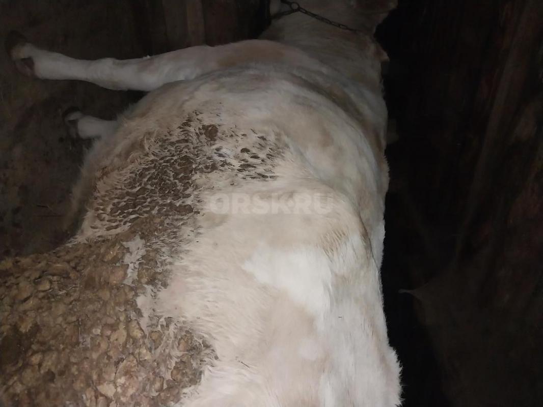 Продам  корову на мясо. - Гай